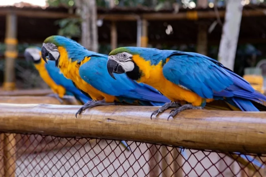 Animalia Park - 26 de julho